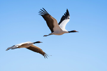 Fototapeta premium Black-necked Cranes in Winter at Dashanbao Wetland, Yunnan, China