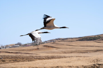 Black-necked Cranes in Winter at Dashanbao Wetland, Yunnan, China