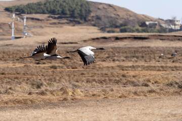 Black-necked Cranes in Winter at Dashanbao Wetland, Yunnan, China