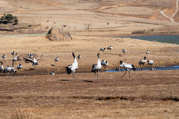 Black-necked Cranes in Winter at Dashanbao Wetland, Yunnan, China