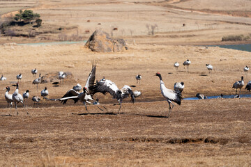 Black-necked Cranes in Winter at Dashanbao Wetland, Yunnan, China