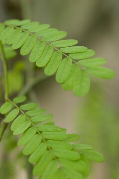 Plant list 2025 - Abrus precatorius (Rosary Pea)