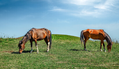 Two beautiful brown horses grazing peacefully in a lush green pasture on a sunny day.