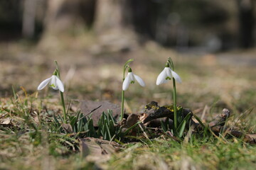 Schneegl&ouml;ckchen