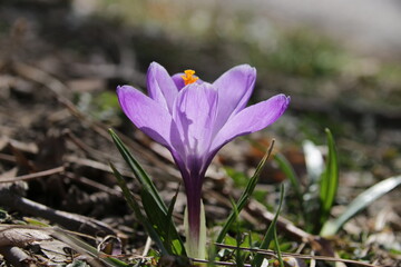Lila Krokus