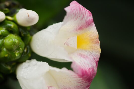 Plant list 2025 - Costus afer (African Spiral Ginger)