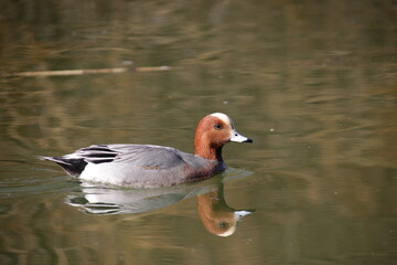 M&auml;nnliche Pfeifente