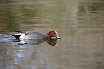M&auml;nnliche Pfeifente