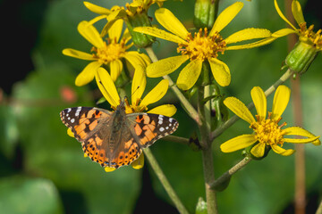秋の森のヒメアカタテハが花にとまる01