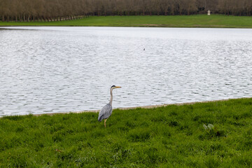 Fototapeta premium great blue heron