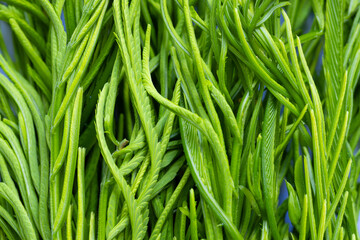 Cha-om Thailand Vegetables (Acacia pennata) green herb vegetable background.,Cha-om, a local vegetable in Thailand.
