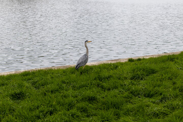 Fototapeta premium great blue heron