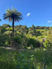 Landscape in Spring, including tree ferns or  Dicksonia squarrosa,  Tawharanui Open Sanctuary, Matakana, Auckland, New Zealand