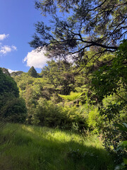 New Zealand native bush,  Tawharanui Open Sanctuary, Matakana, Auckland, NZ