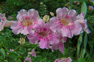 Low Maintenance, Maximum Color: The Perfect Climbing Plant
Lush Coverage: Transforms Walls and Terraces
