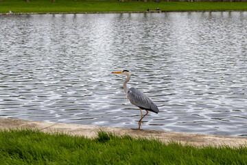 great blue heron