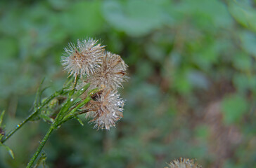 Wet Textures: Organic Art in Drops
Macro Photography: Intricate Details of Burdock