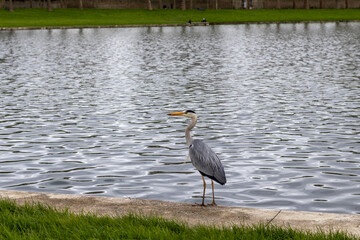 great blue heron
