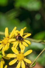 ツワブキの花にとまるオオハナアブ03