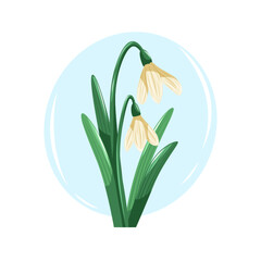Delicate snowdrops with soft petals and green leaves. Gentle vector cartoon illustration with a spring mood.