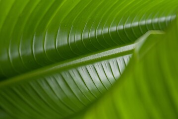 Plant list 2025 - Strelitzia nicolai (Giant White Bird of Paradise)