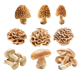 Closeup of Matsutake and Morel mushroom showing its textured cap and stem isolated on a white background.