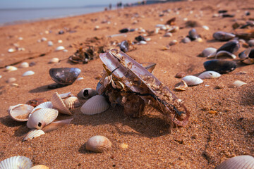 seashells on the beach