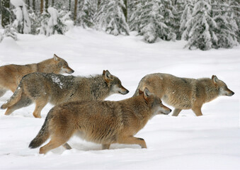 Fototapeta premium Eurasische Wolf (Canis lupus lupus) Gruppe im Schnee, Winterlandschaft 