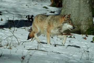 Eurasische Wolf (Canis lupus lupus) im Schnee