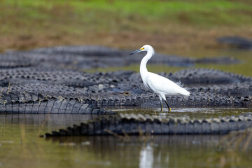 Shorebirds walking close to alligators at Deep Hole in Myakka River State Park, Florida