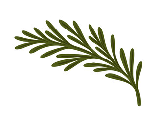 Rosemary branch. Vector isolated illustration