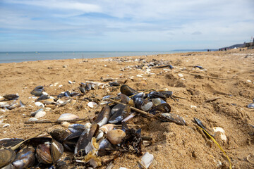 dead fish on the beach
