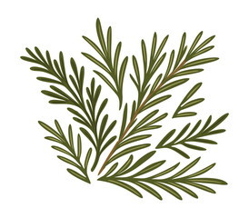 Rosemary branches. Vector isolated illustration