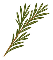 Rosemary branch. Vector isolated illustration