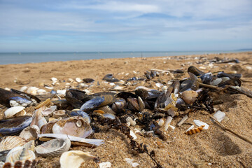 sea shells on the beach