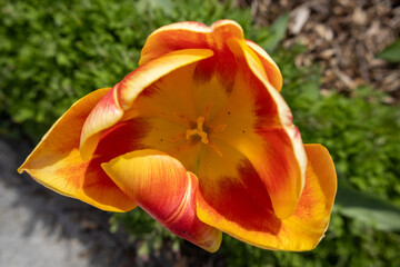 Fototapeta premium yellow tulip in the garden