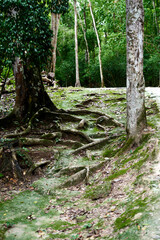 Parque Tikal, Peten, Guatemala