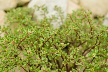 Plant list 2025 - Pilea sumideroensis (Cuban Pilea)