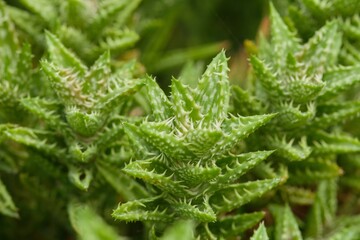 Plant list 2025 - Ceropegia woodii (String of hearts)