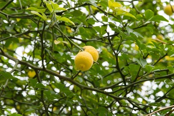 Plant list 2025 - Poncirus trifoliata (Trifoliate orange)
