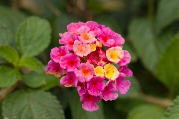 Obraz premium Plant list 2025 - Lantana camara (Common lantana)