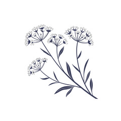  an illustration of white allium flowers