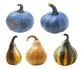 Butternut squash isolated on a white transparent background, great for autumn themes and decorations