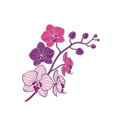 pink orchid on white