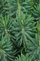 Obraz premium Plant list 2025 - Euphorbia characias (Mediterranean spurge)
