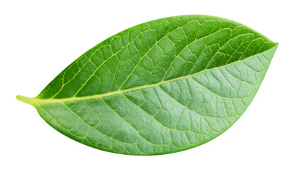 Obraz premium Bluberry leaves isolated on transparent background. Bluberry leaves PNG.