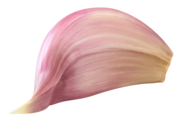 Garlic isolated on transparent background. Fresh organic garlic. Garlic with PNG. No AI