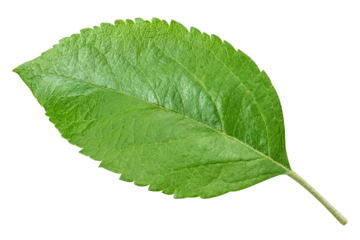 Apple leaves isolated on transparent background. Leaves Apple PNG