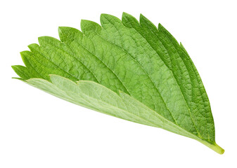 Obraz premium Strawberry leaf isolated on transparent background Strawberry leaf PNG