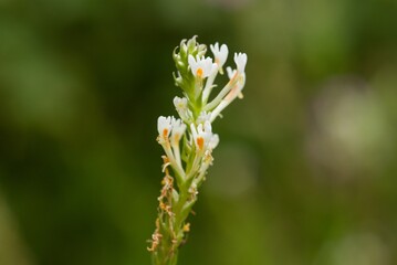 Plant list 2025 - Hebenstretia dentata (Tooth-leaved hebenstretia)